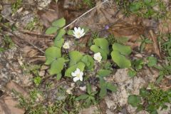 Twinleaf, Jeffersonia diphylla