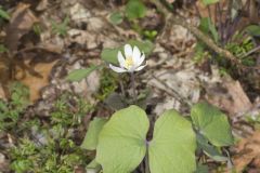 Twinleaf, Jeffersonia diphylla