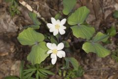 Twinleaf, Jeffersonia diphylla