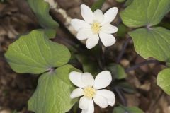 Twinleaf, Jeffersonia diphylla