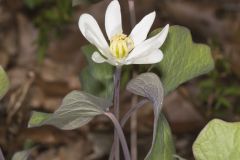 Twinleaf, Jeffersonia diphylla