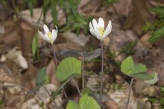 Twinleaf, Jeffersonia diphylla