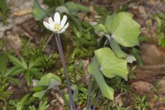 Twinleaf, Jeffersonia diphylla