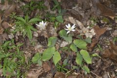 Twinleaf, Jeffersonia diphylla