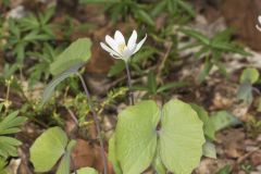 Twinleaf, Jeffersonia diphylla