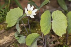 Twinleaf, Jeffersonia diphylla