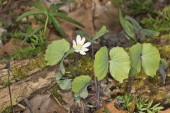 Twinleaf, Jeffersonia diphylla