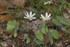 Twinleaf, Jeffersonia diphylla