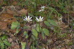 Twinleaf, Jeffersonia diphylla