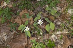 Twinleaf, Jeffersonia diphylla