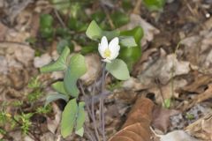 Twinleaf, Jeffersonia diphylla