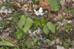 Twinleaf, Jeffersonia diphylla