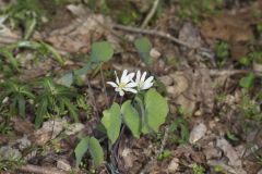 Twinleaf, Jeffersonia diphylla