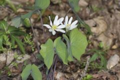 Twinleaf, Jeffersonia diphylla