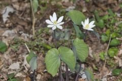 Twinleaf, Jeffersonia diphylla