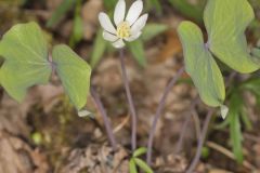 Twinleaf, Jeffersonia diphylla