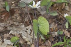 Twinleaf, Jeffersonia diphylla