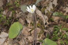 Twinleaf, Jeffersonia diphylla