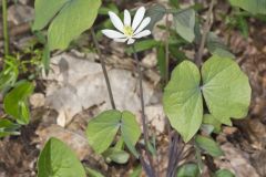 Twinleaf, Jeffersonia diphylla