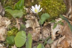 Twinleaf, Jeffersonia diphylla