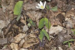 Twinleaf, Jeffersonia diphylla