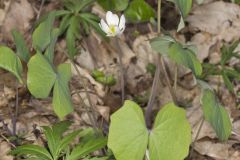 Twinleaf, Jeffersonia diphylla