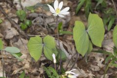 Twinleaf, Jeffersonia diphylla