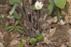 Twinleaf, Jeffersonia diphylla