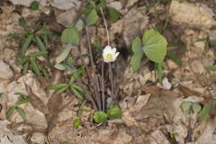 Twinleaf, Jeffersonia diphylla