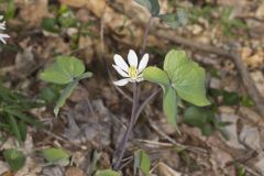 Twinleaf, Jeffersonia diphylla