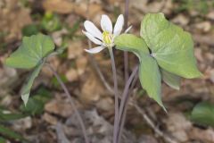 Twinleaf, Jeffersonia diphylla