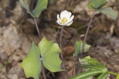 Twinleaf, Jeffersonia diphylla