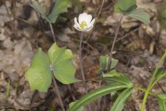 Twinleaf, Jeffersonia diphylla