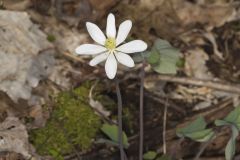 Twinleaf, Jeffersonia diphylla