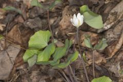 Twinleaf, Jeffersonia diphylla