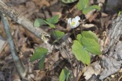 Twinleaf, Jeffersonia diphylla