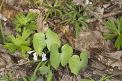 Twinleaf, Jeffersonia diphylla