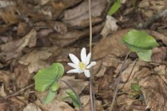 Twinleaf, Jeffersonia diphylla