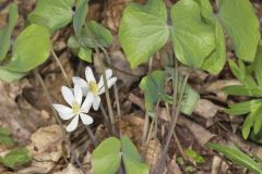 Twinleaf, Jeffersonia diphylla