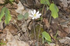 Twinleaf, Jeffersonia diphylla