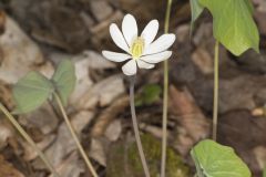 Twinleaf, Jeffersonia diphylla