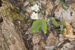 Twinleaf, Jeffersonia diphylla