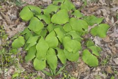 Twinleaf, Jeffersonia diphylla