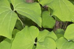 Twinleaf, Jeffersonia diphylla