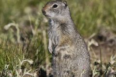 Uinta Ground Squirrel, Urocitellus armatus