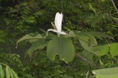 Umbrella Magnolia, Magnolia tripetala