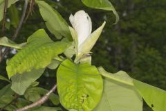 Umbrella Magnolia, Magnolia tripetala