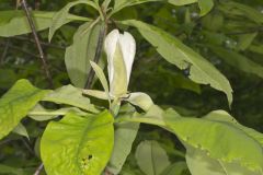 Umbrella Magnolia, Magnolia tripetala