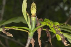 Umbrella Magnolia, Magnolia tripetala