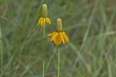 Upright Prairie Coneflower, Ratibida columnifera